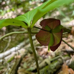 Trillium vaseyi, photograph (c) Leila Dasher, some rights reserved (CC BY)