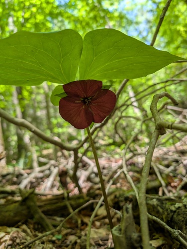 Trillium vaseyi, photograph 1
