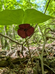 Trillium vaseyi, photograph (c) Leila Dasher, some rights reserved (CC BY)