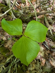Trillium vaseyi, photograph (c) Leila Dasher, some rights reserved (CC BY)