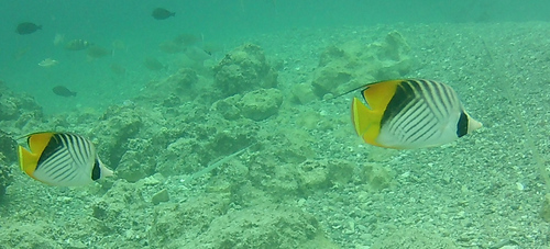 Chaetodon auriga