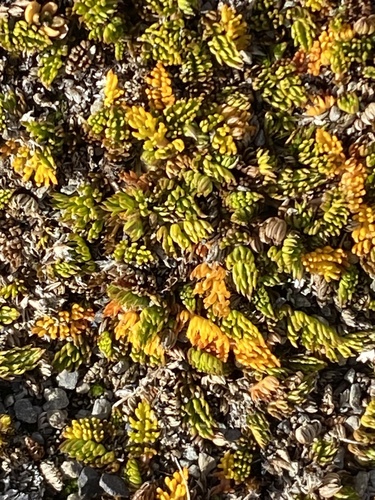Anisotome imbricata observed 2026-05-10
