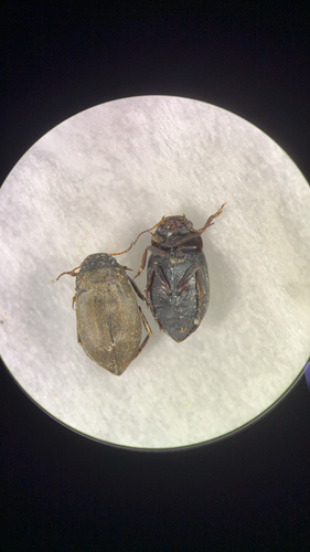 Deronectes moestus