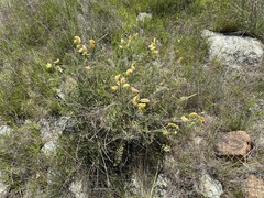 Astragalus curtipes