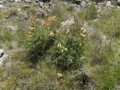 Astragalus curtipes