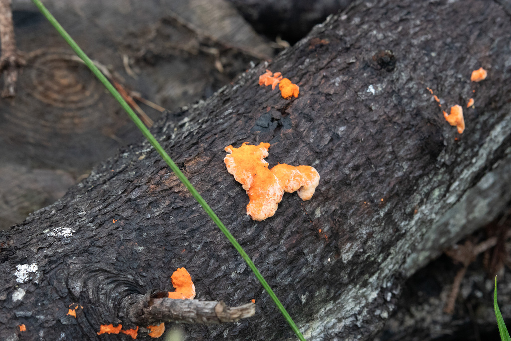 Trametes coccinea · May 2026 · photo: © plutoishere (iNaturalist, cc0)
