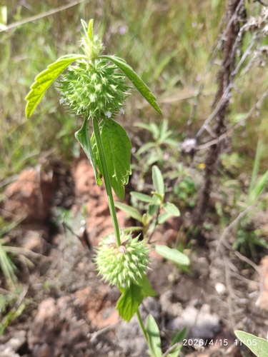 Leucas martinicensis, photograph 3