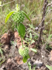 Leucas martinicensis, photograph (c) Antoinette Eyssell Knox, some rights reserved (CC BY-SA)