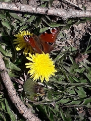 Aglais io