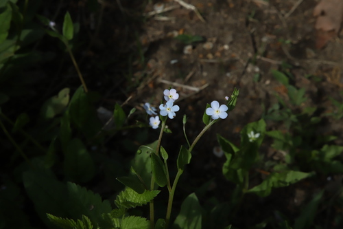 Trigonotis radicans iNat (1)