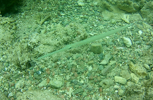 Fistularia commersonii