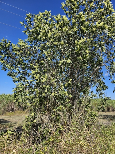 Broad Leaved Tea Tree