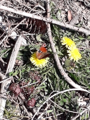 Aglais io