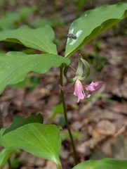 (c) Leila Dasher, some rights reserved (CC BY) Trillium catesbaei, photograph (c) Leila Dasher, some rights reserved (CC BY)