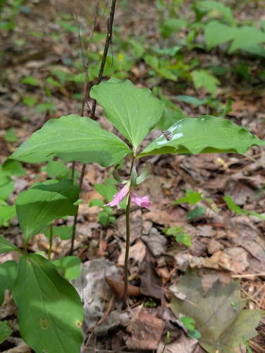 Trillium catesbaei, photograph 3