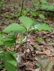 (c) Leila Dasher, some rights reserved (CC BY) Trillium catesbaei, photograph (c) Leila Dasher, some rights reserved (CC BY)