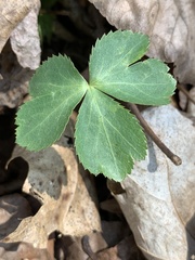 Sanicula smallii