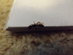 Amblyopone australis