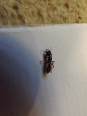 Amblyopone australis