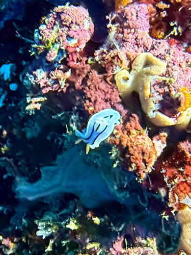 Chromodoris lochi