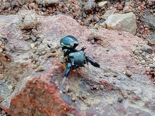 Harmochirus brachiatus