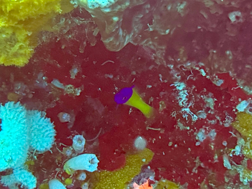 Pictichromis paccagnellae observed 2026-05-11