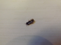 Amblyopone australis