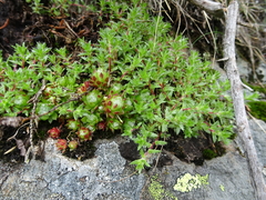 Saxifraga aspera