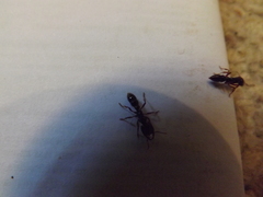 Amblyopone australis