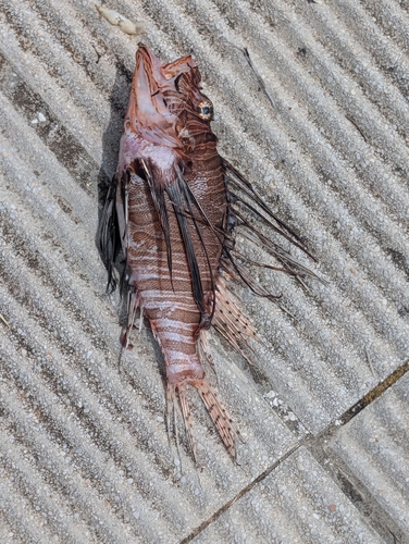 Indian Lionfish