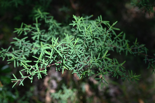 Pultenaea flexilis, photograph 6
