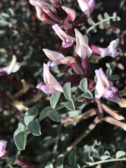 Astragalus preussii