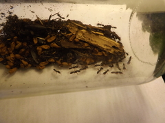 Amblyopone australis