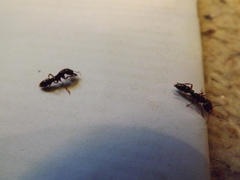 Amblyopone australis