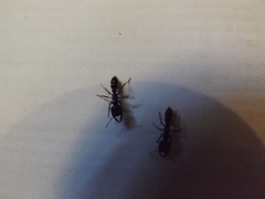 Amblyopone australis