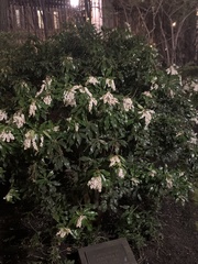 Pieris japonica