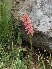 Disa clavicornis