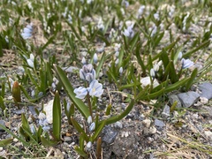Puschkinia