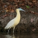 Capped Heron - Photo (c) Carlos Sanchez, some rights reserved (CC BY-NC), uploaded by Carlos Sanchez