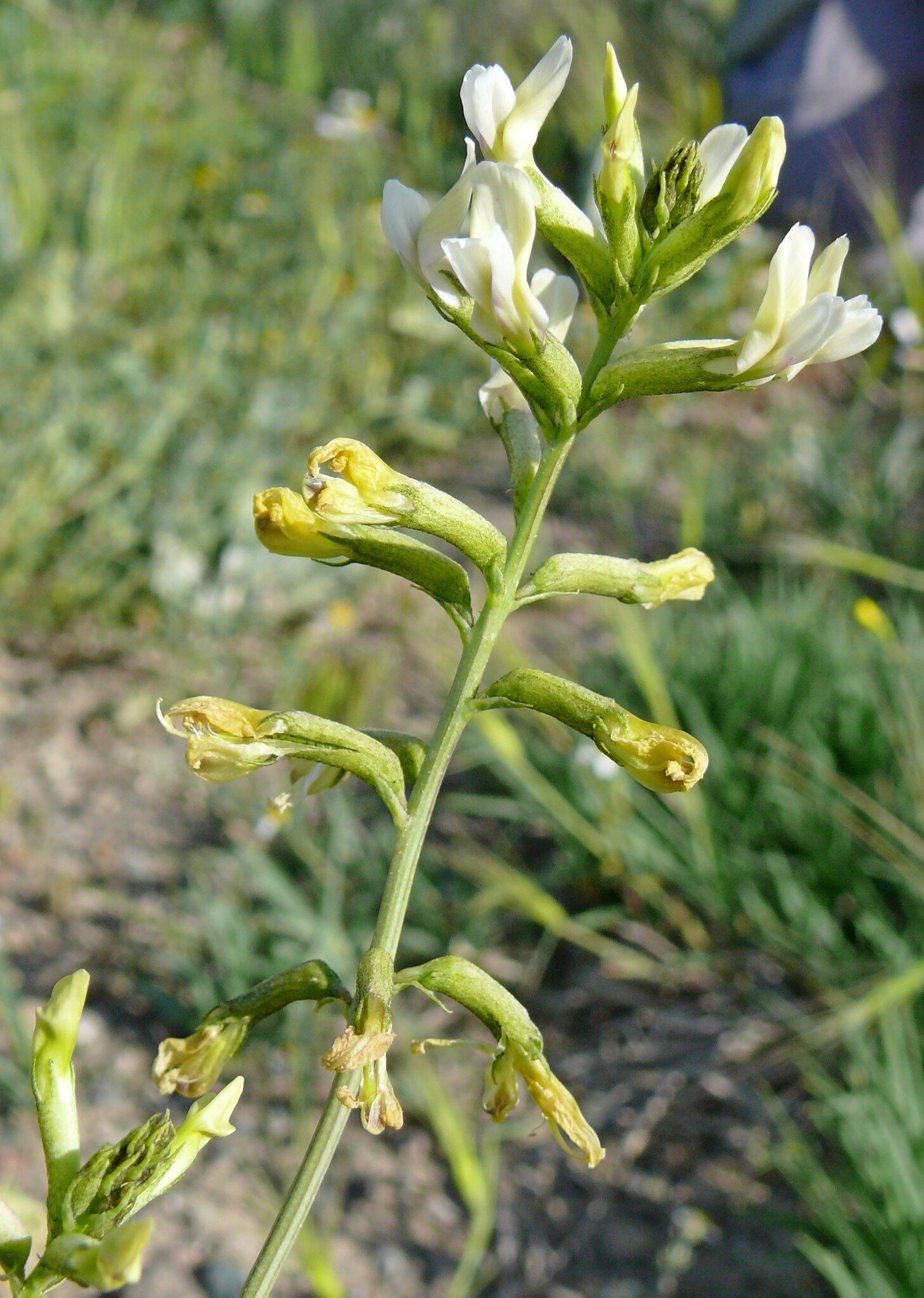 Astragalus siliquosus