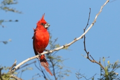 Cardinalis phoeniceus