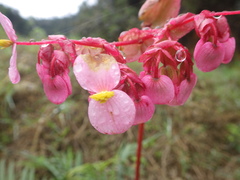 Begoniaceae