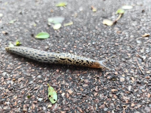 Limax maximus