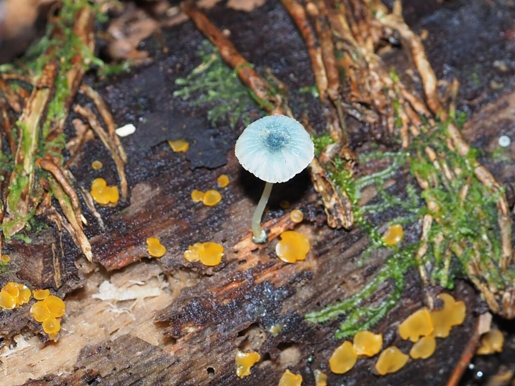Mycena interrupta · April 2026 · photo: © georgecox (iNaturalist, cc0)