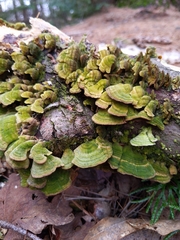 Cerrenaceae