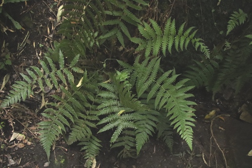 Leptogramma totta observed 2026-04-15