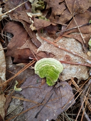 Cerrenaceae