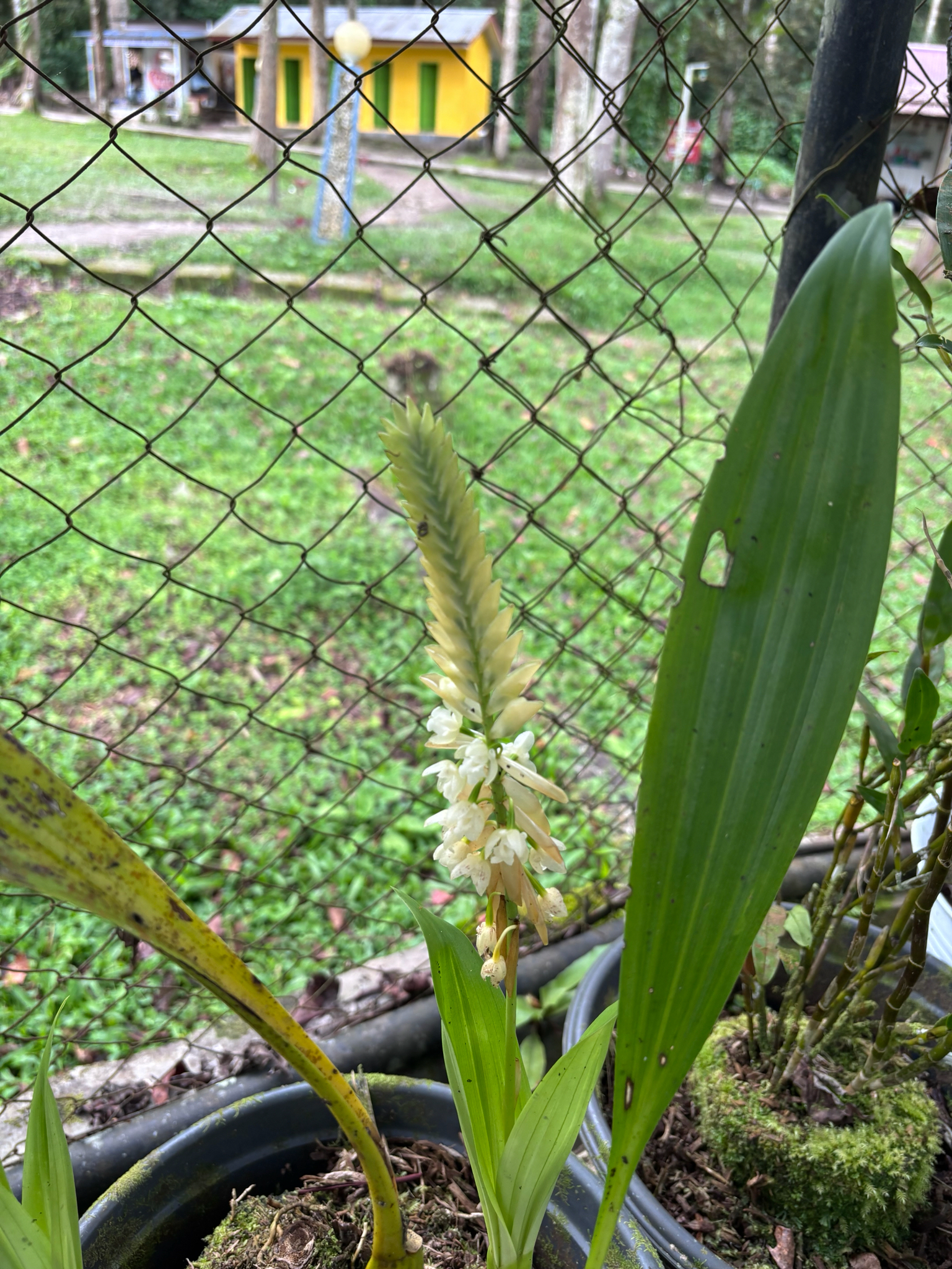 Coelogyne ventricosa (Coelogyne ventricosa)