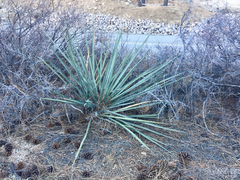 Yucca angustissima