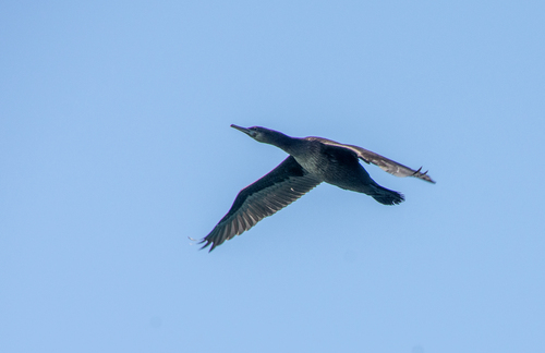 iNaturalist image